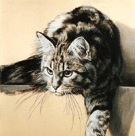 Katze08a1